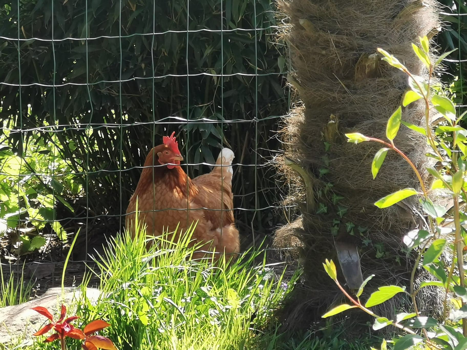 poules de la pension féline bretagne centre