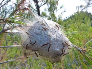 danger chenilles processionnaires pour les chats